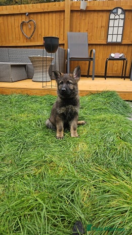 German Shepherd dogs - Advert 4