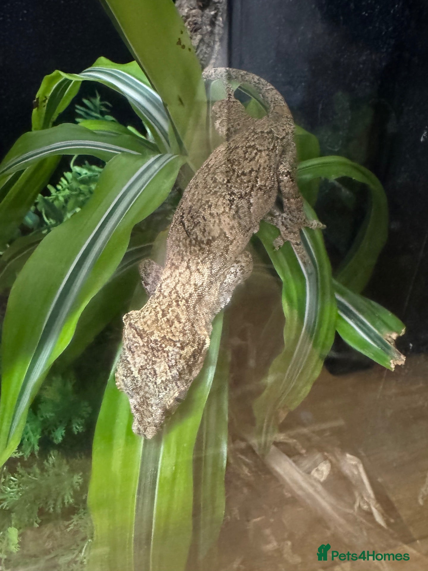 Gecko reptiles Reticulated Gargoyle Gecko - Advert 2