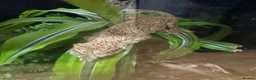 Gecko reptiles for sale: Reticulated Gargoyle Gecko - Advert 2