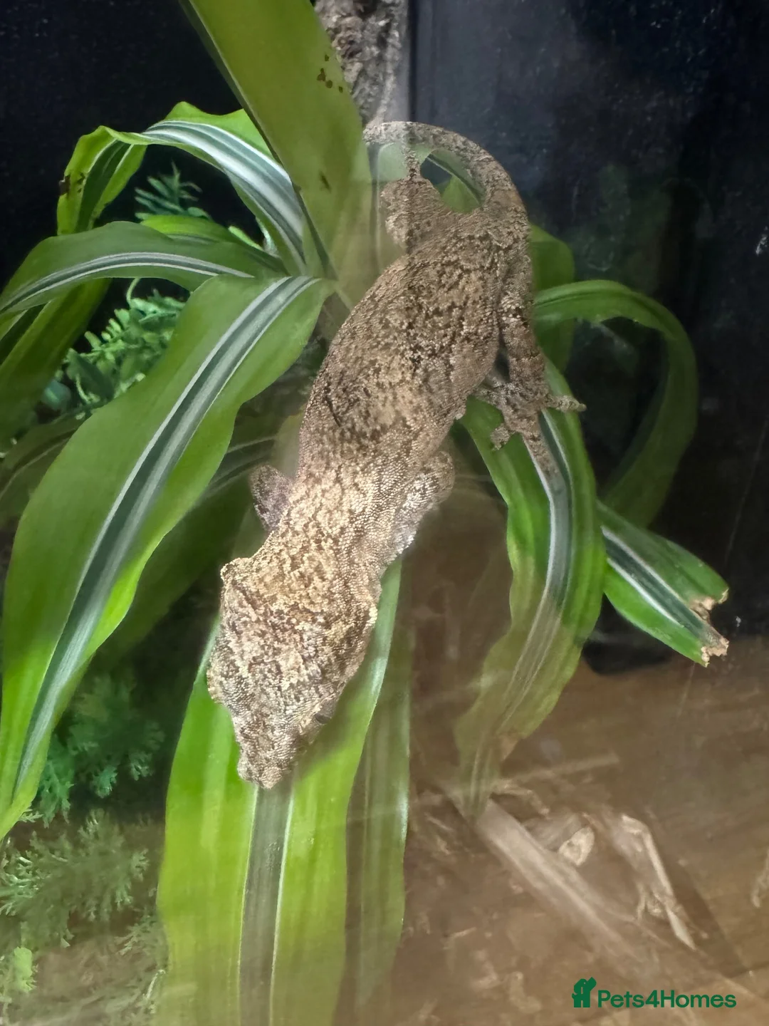 Gecko reptiles for sale: Reticulated Gargoyle Gecko - Advert 2