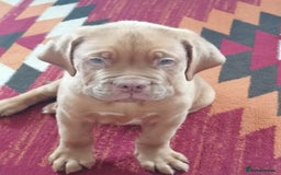 Dogue De Bordeaux dogs for sale: Gorgeous DOUGUE Babies - Image 13