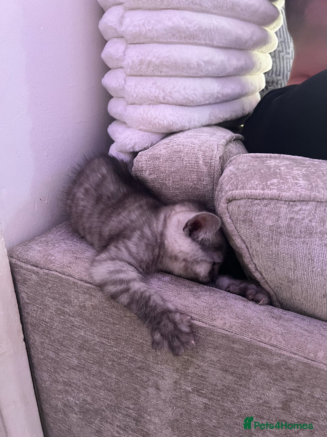 Persian cats for sale: Mother and baby kitten  - Image 6