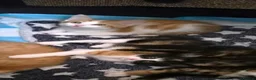 Mixed Breed cats for sale: Lovely kittens in London - Advert 8