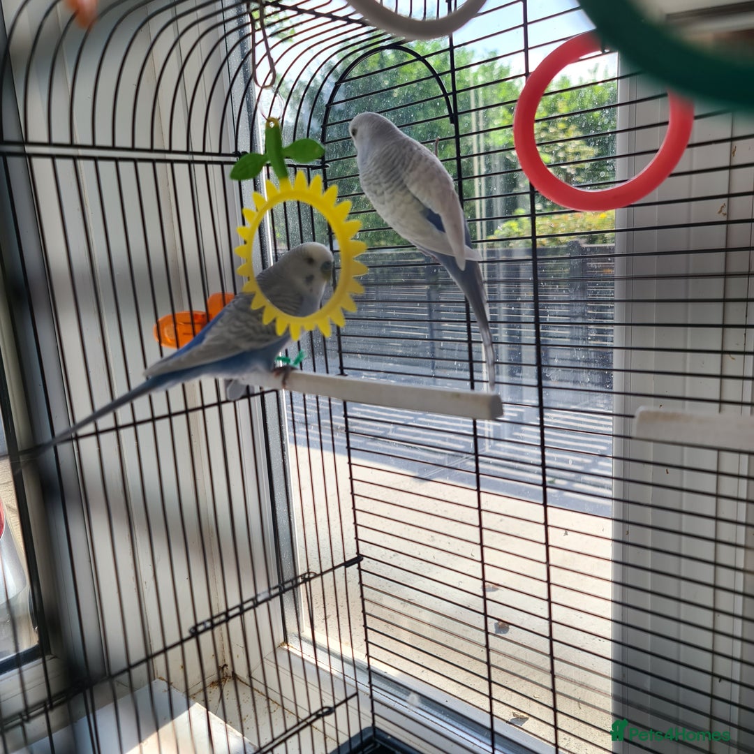 Budgerigars birds for sale: Pair of budgies with cage - Image 10