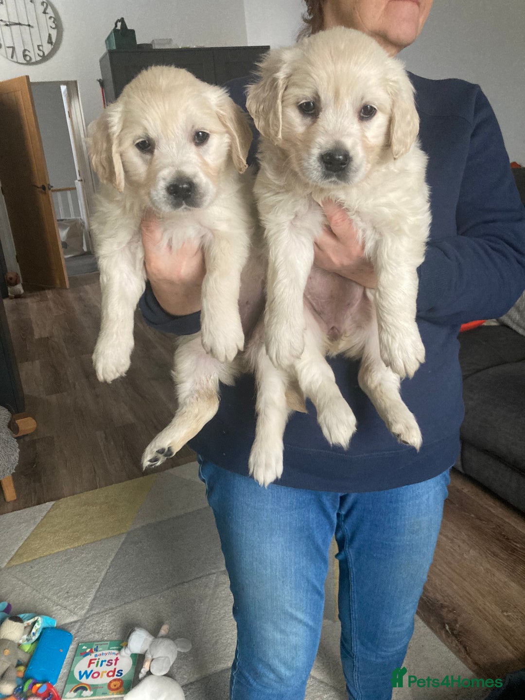 Golden Retriever dogs for sale: Stunning golden retriever puppies   - Image 10