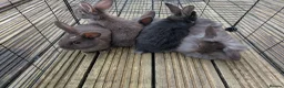 Mixed Breed rabbits for sale: Baby bunnys in Holywell - Advert 6