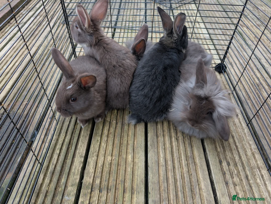 Mixed Breed rabbits for sale: Baby bunnys in Holywell - Advert 6