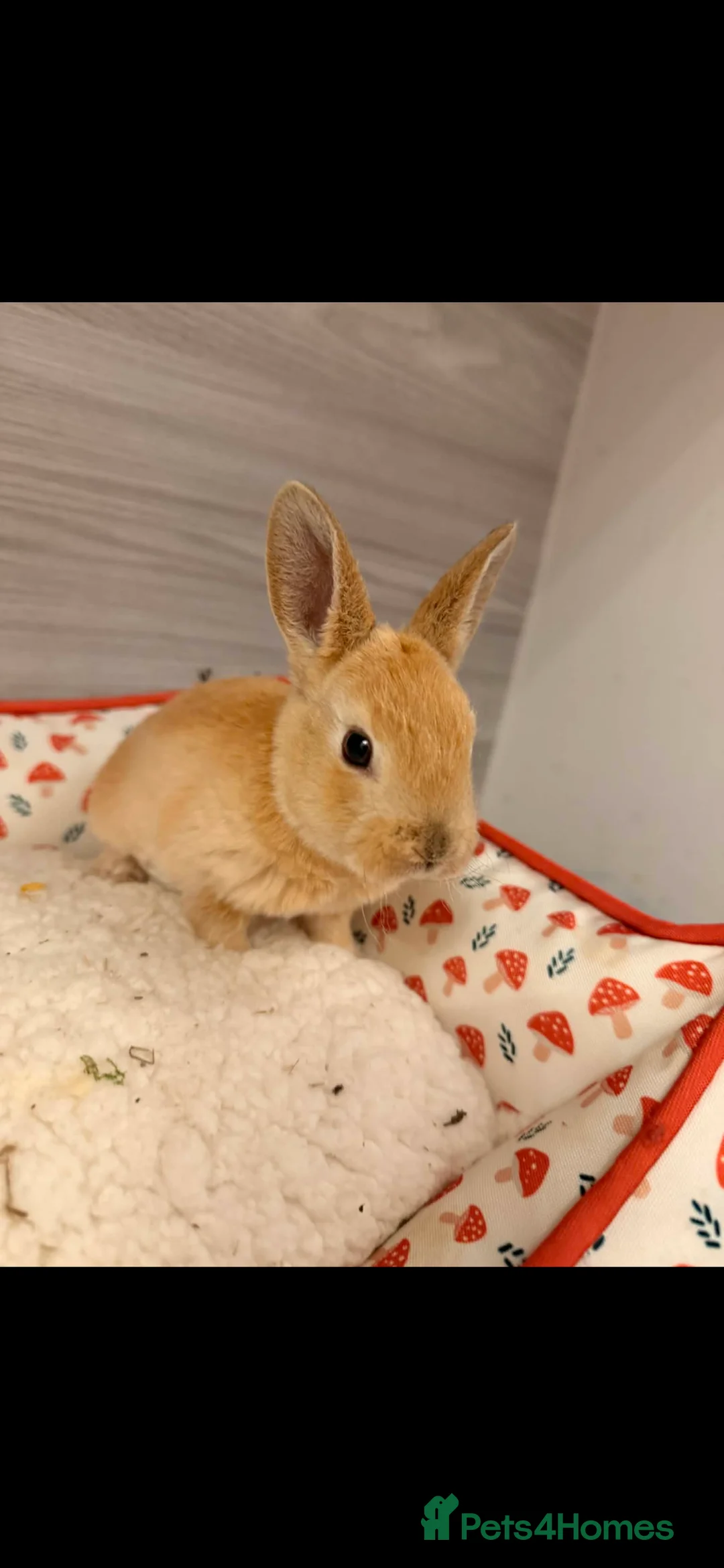 Rex rabbits for sale: rex babies for sale  - Advert 1