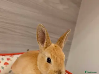 Rex rabbits rex babies for sale - Advert 5