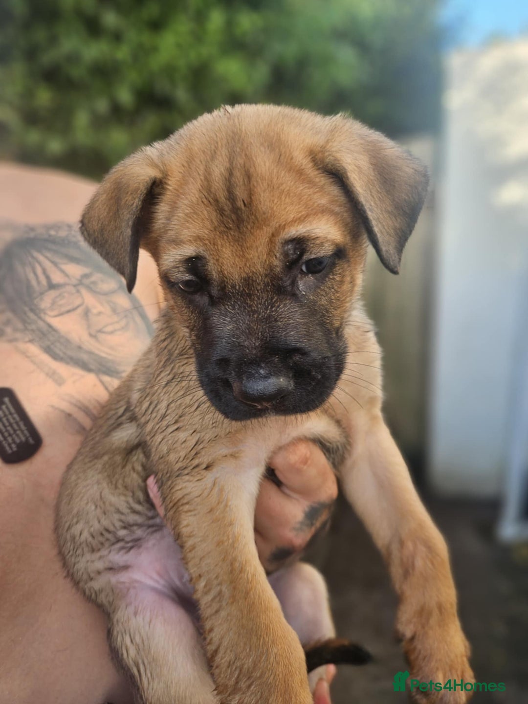 Mixed Breed dogs for sale: Light Green - Puppies for sale  - Image 11