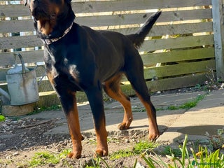 Rottweiler dogs ETTA'S PUPS COMING SOON! - Advert 1