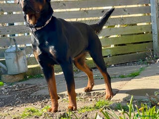 Rottweiler dogs ETTA'S PUPS COMING SOON! - Advert 13