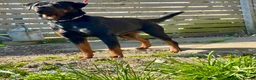 Rottweiler dogs for sale: Rottweiler pups ready to reserve.  - Advert 12
