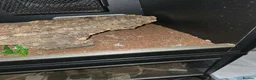 Python Snake reptiles for sale: 5x royal pythons and set ups in Birmingham - Advert 15