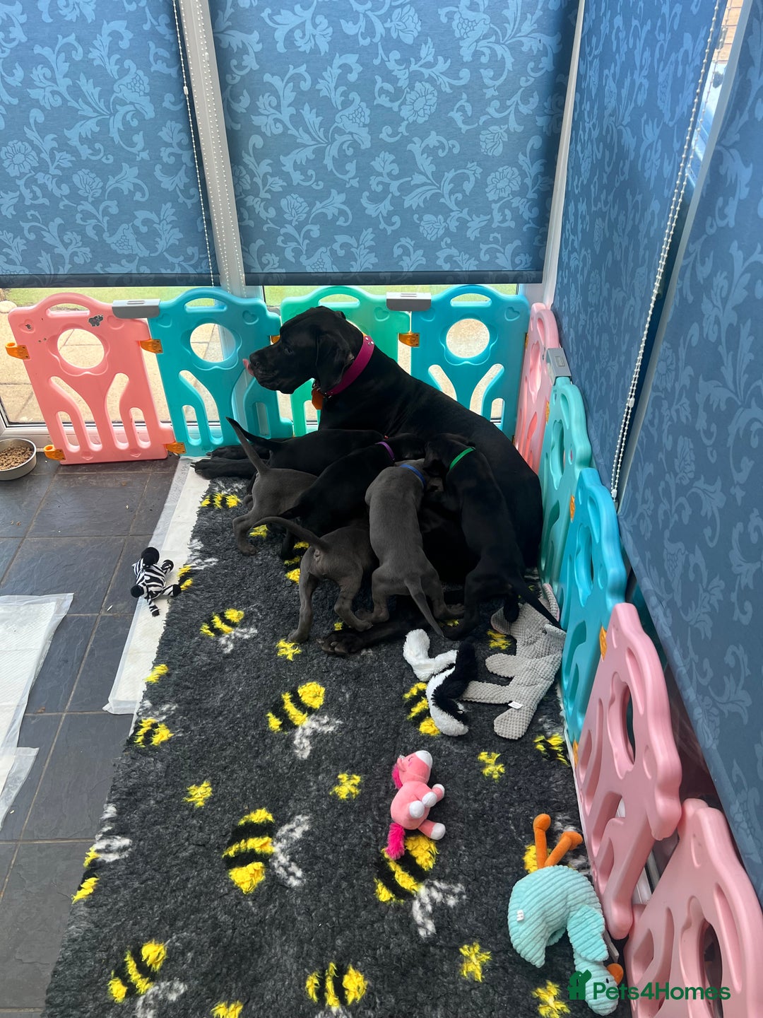 Great Dane dogs for sale: Great Dane puppies - Image 6