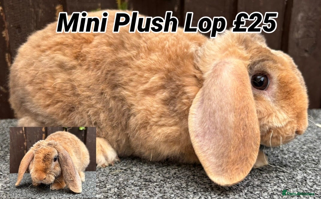 Mini Lop rabbits Mini Plush Lops. Hypoallergenic Fur. - Advert 19