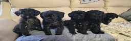 Mixed Breed dogs for sale: Pugapoo - Advert 4