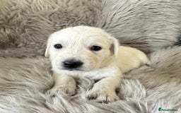 Golden Retriever dogs for sale: KC REGISTERED GOLDEN RETRIEVER PUPS - Image 22