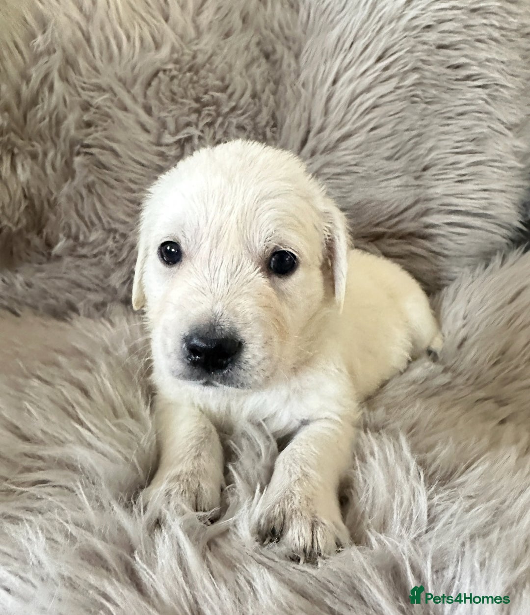 Golden Retriever dogs for sale: KC REGISTERED GOLDEN RETRIEVER PUPS - Image 22