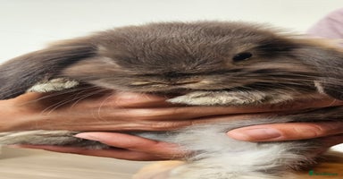 Mini Lop rabbits - Advert 11