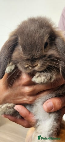 Mini Lop rabbits - Advert 1
