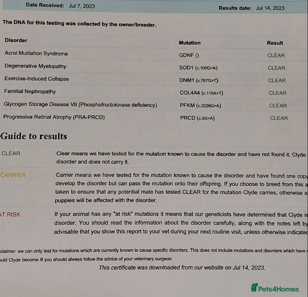 Cocker Spaniel dogs for stud: PROVEN Red Cocker Spaniel at Stud in Durham - Advert 13