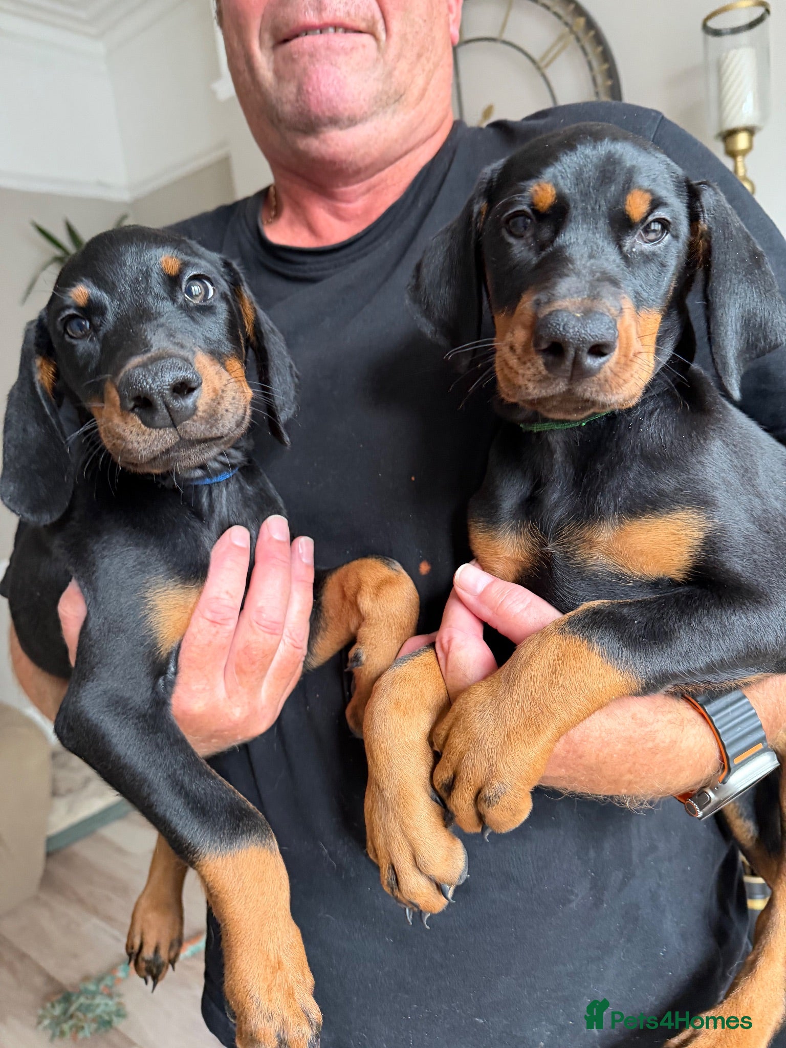 Dobermann dogs Ready now Dobermans puppies  - Advert 1