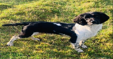 English Springer Spaniel dogs - Advert 11