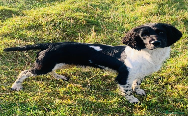 English Springer Spaniel dogs - Advert 9