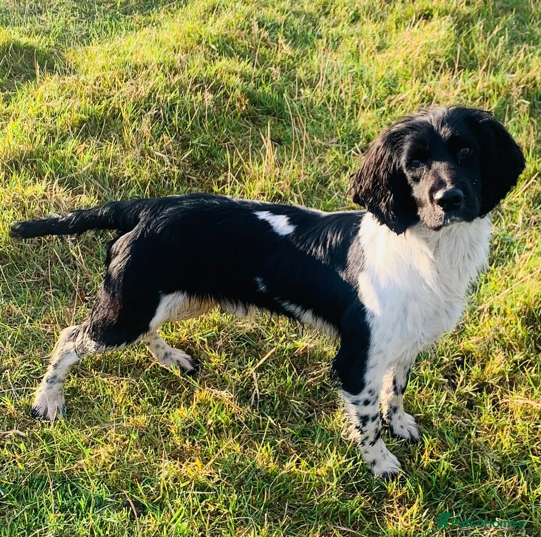 English Springer Spaniel dogs for stud: HEALTH TESTED FTCH bred springers for stud - Advert 2