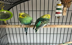 Budgerigars birds for sale: Budgies and cage - Image 1