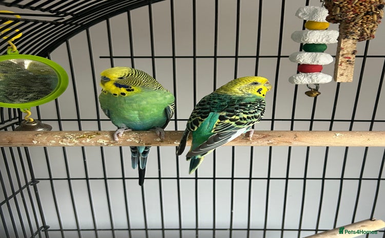 Budgerigars birds - Advert 7