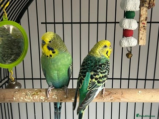 Budgerigars birds for sale - Advert 1