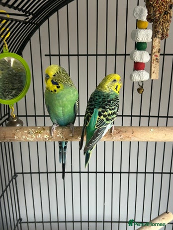 Budgerigars birds - Advert 7