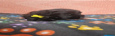 Giant Schnauzer 1