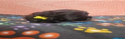 Giant Schnauzer dogs for sale: 2 male Giant schnauzer puppy's remaining  - Advert 34