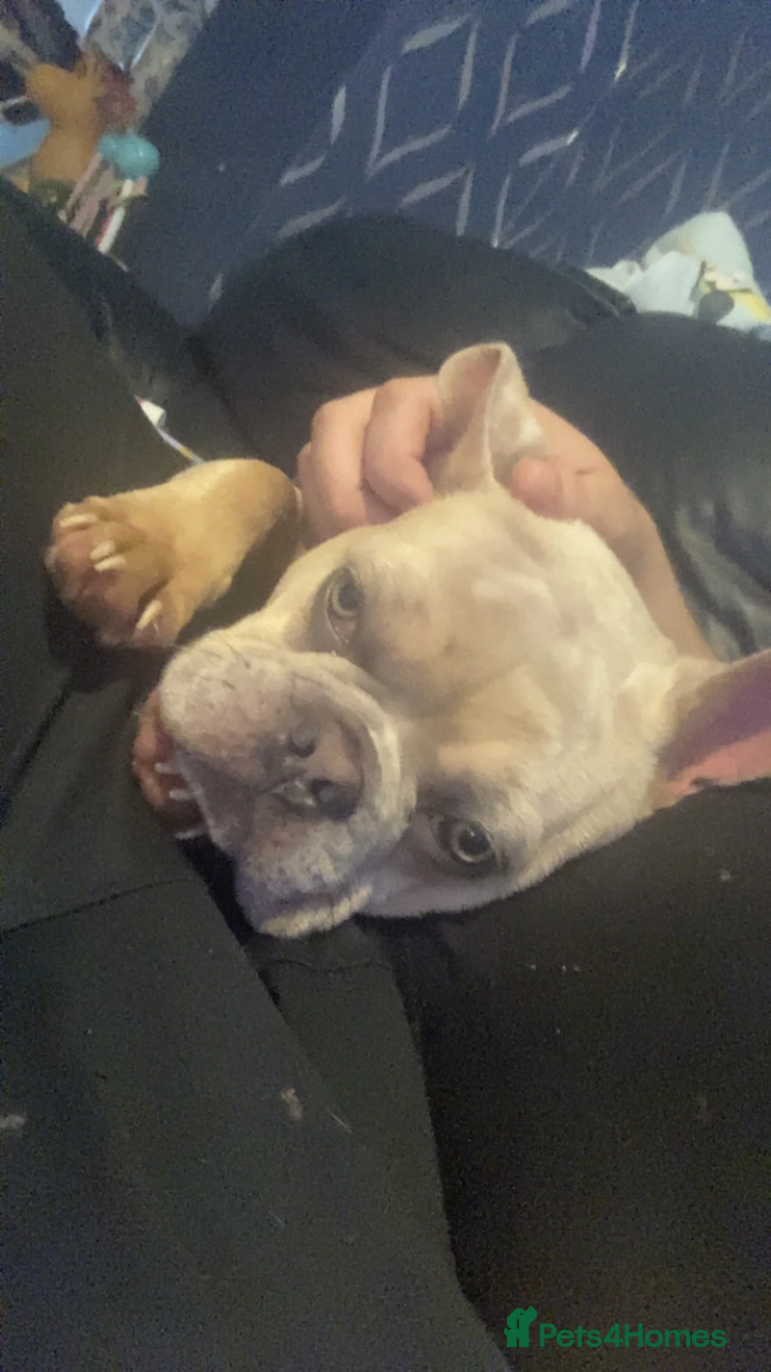 French Bulldog dogs for sale: HUGO champagne merle  in Newton-le-Willows - Advert 4