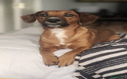 Mixed Breed dogs for sale: Cockerjack 3 years old  - Image 1