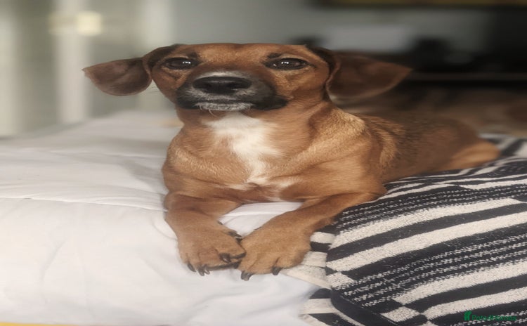 Mixed Breed dogs - Advert 16