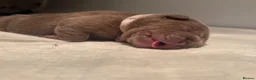 English Bulldog dogs for sale: 3 stunning female English bulldogs available - Advert 5