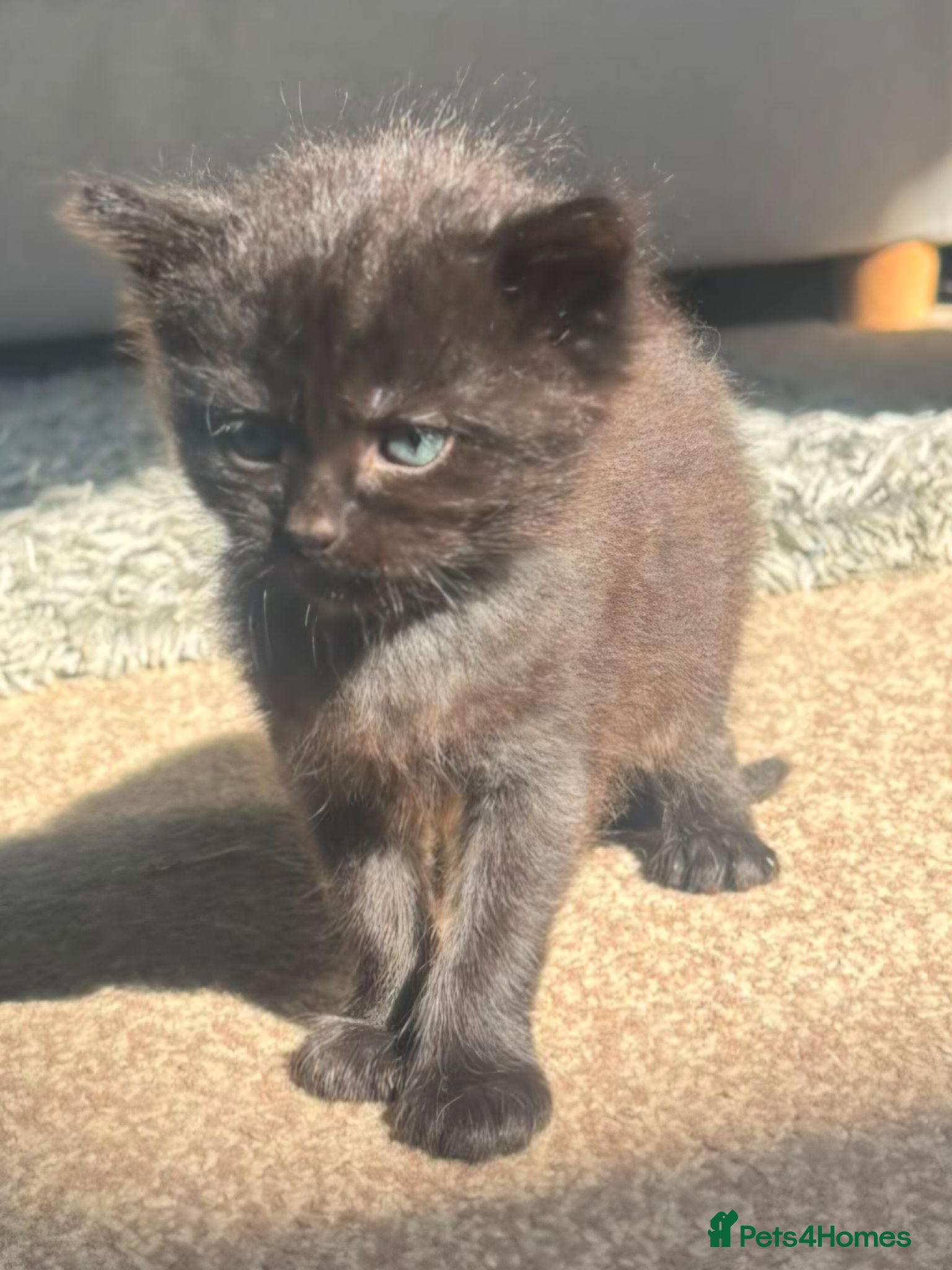 Ragdoll cats Exceptional Ragcoon x British Longhair – Premium - Advert 18