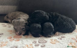 Maltipoo dogs for sale: F1 Toy Maltipoos - Image 11