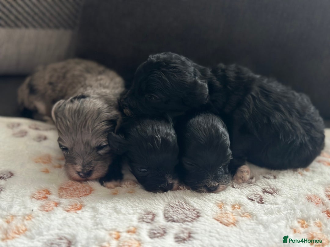 Maltipoo dogs for sale: F1 Toy Maltipoos - Image 11