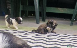 Shih Tzu dogs for sale: wonderful puppies  - Image 6