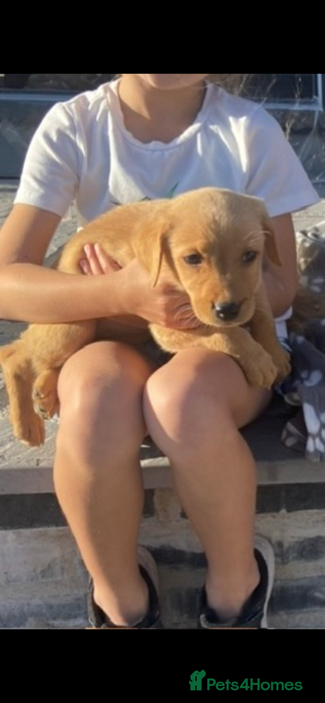Labrador Retriever dogs for sale: Labrador fox red puppies  - Image 2