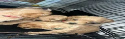 Schnoodle dogs for sale: 7 schnoodle puppies  - Advert 7