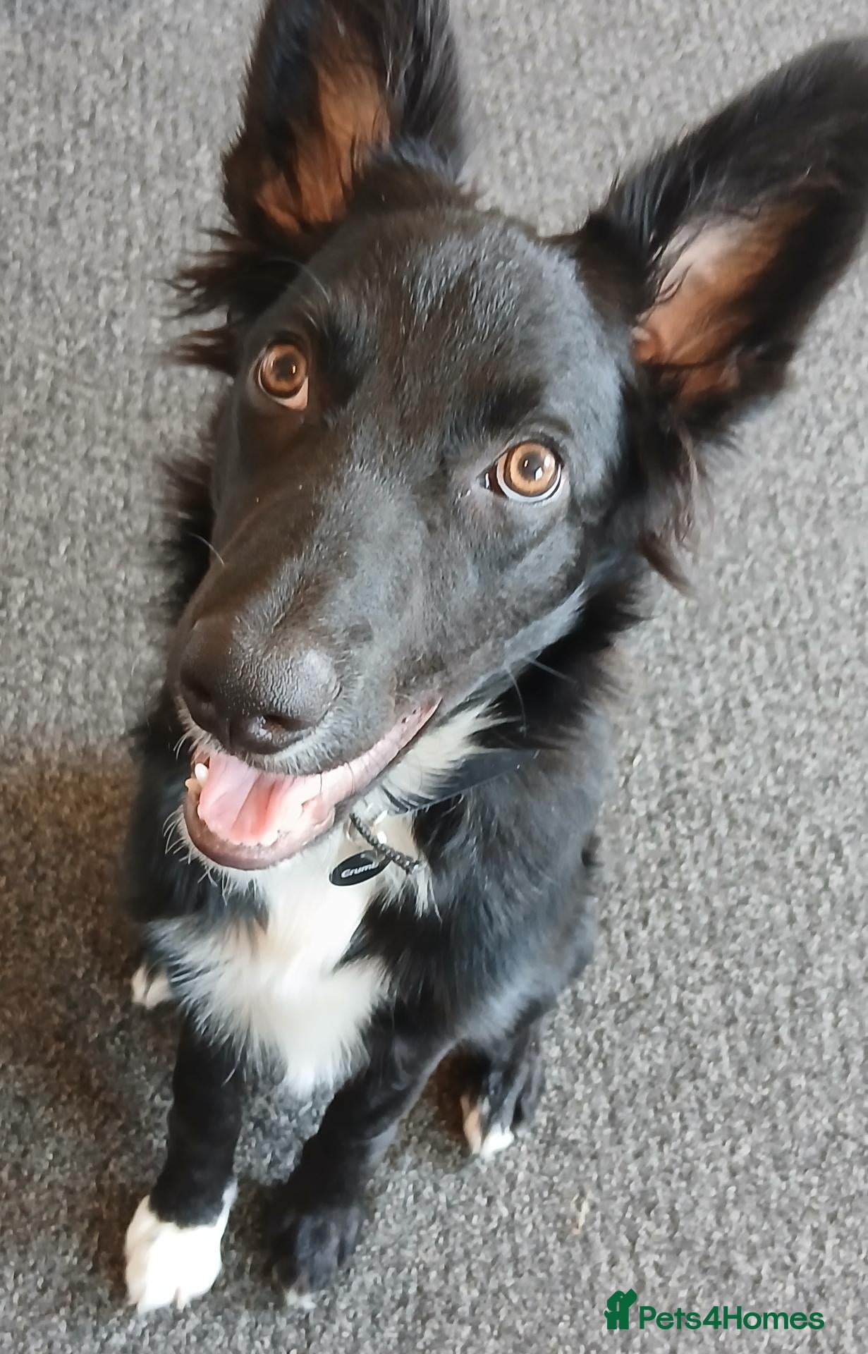 Border Collie dogs Border Collie pup - Advert 2