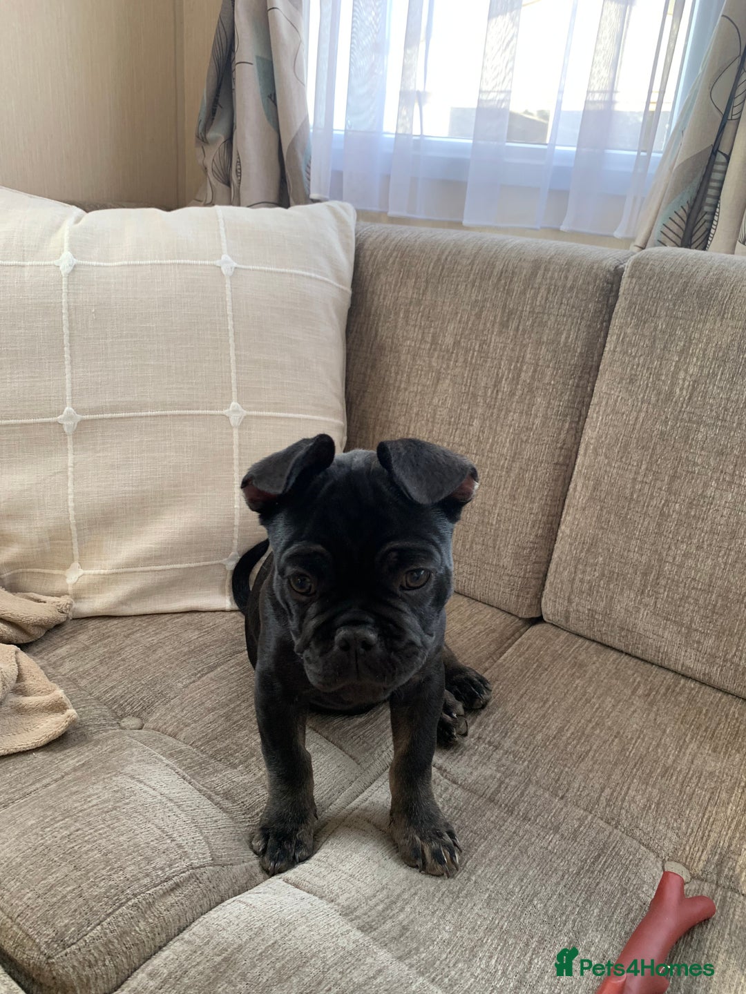French Bulldog dogs for sale: Frenchie - Image 5