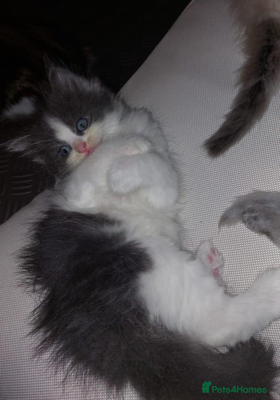 Ragdoll cats Ragdoll  - Advert 6