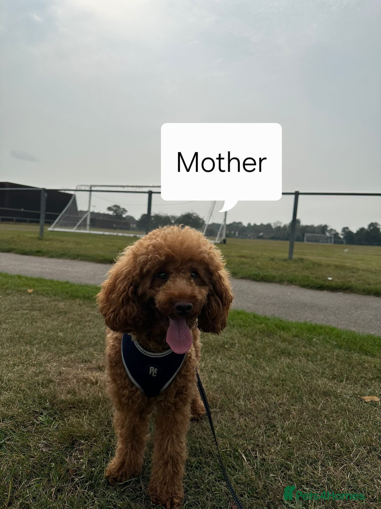Toy Poodle dogs for sale: Red toy poodle - Advert 1